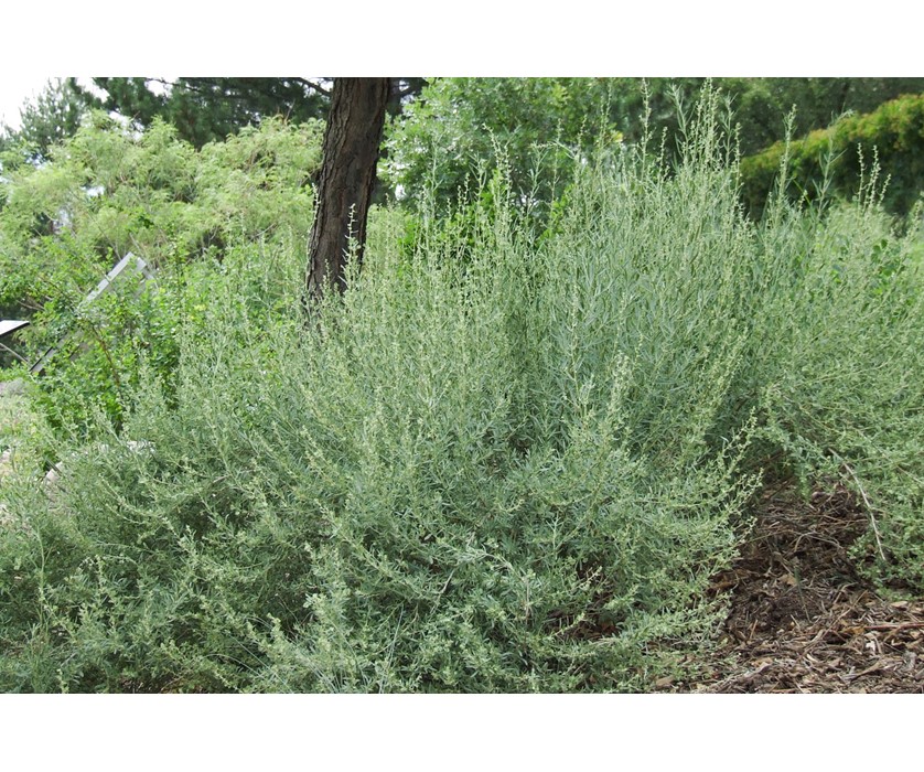 Saltbush